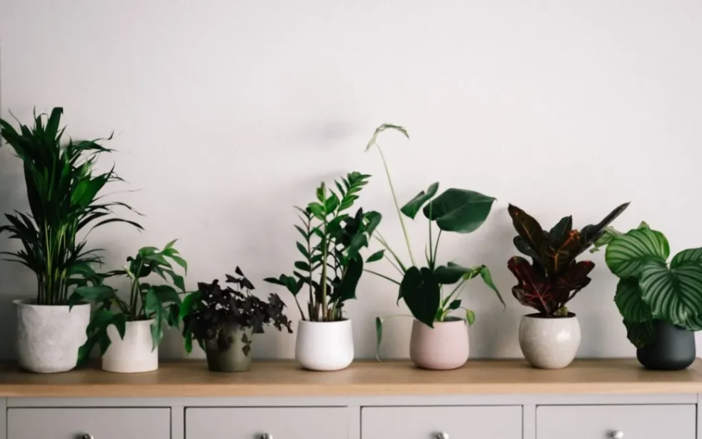 How to Move House Plants Long Distance